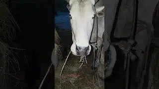 cow eats straw #cow #adorably #animalfarming #farming #adoreble #cattlefarming #animals #cattlefarm