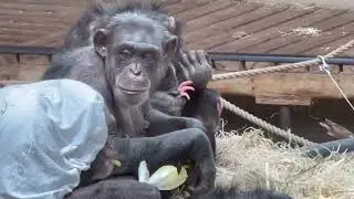 Follow the Baby chimpanzees with their Mother - Part 28