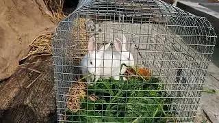 rabbit status . rabbit status videos . cute pet status . #shorts #pets #rabbit