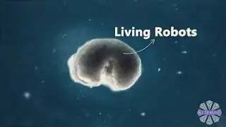 Xenobots: The Future of Living Machines