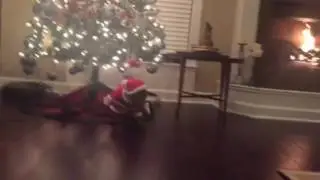 Santa Cat