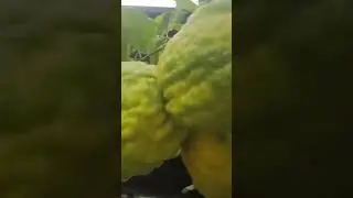 Lemon In Closed #shorts #youtubeshorts  #shortsvideo