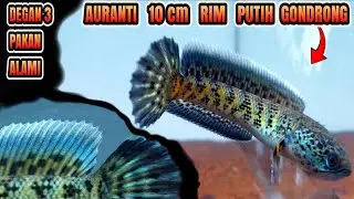 auranti gondrong rim putih