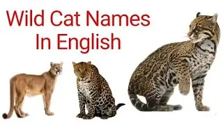 Learn Wild Cat Names in English - Wild Cats Around the World