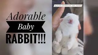 Adorable baby rabbit sleeping😴 so cute !!!😍😍😍