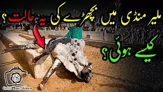 Malir Cow Mandi RATES UPDATES | Part 2 | Cattle Market Karachi | Bakra Eid 2022 | Malir Mandi 2022