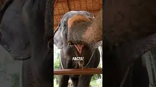 What Animal Symbolizes Thailand? 🇹🇭🐘 | The Sacred Elephant Explained #shorts #funfacts #culture