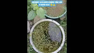 Lanjut Rawat Azolla Kembali 👍