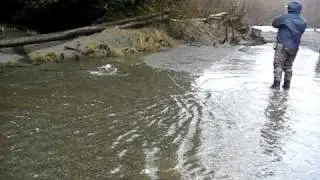 Situk River Steelhead, Alaska
