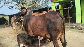 s pandey @#cow for sell in chausa pasu mandi buxar Bihar se nya video S pandey 