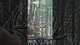 TRAILCAM NJ GIANT BUCK #hunting #deer #trailcam #buck