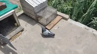 palomas azules