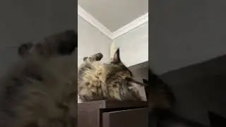 Кожана пришла &hellip;#мейнкункошки#
