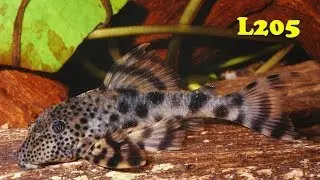 L-сом для новичков: L205