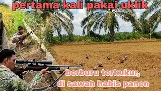Pertama kali hunting TERKUKUR pakai uklik,di spot sawah paling GACOR 