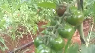 Tomate Cherry ZMIRA TIGRE