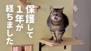 【保護猫】最後の地域猫を保護して１年が経ちました。