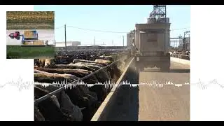 Closing Livestock Comments with David Ericson Ag Optimus (10/25)