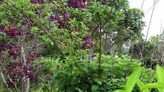 Relax Series - Beautiful yellow butterflies flutter around with the sounds of a Costa Rica stream