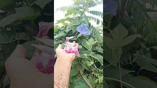 What is deadheading#prooning #shortsviral #shabnooraligardening