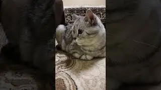 Трюк Шерон Стоун от тещи #юмор #кот #веселыекоты #видосыоткота #cat #прикольныекоты #прикол #смешно