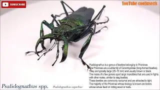 003 Psalidgnathus spp. How to identify Metallic Prionid Longhorn beetle. 왕비단톱하늘소류 구분법! 영상중간에 바뀜 주의!!