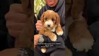 Let&rsquo;s cherish every moment with our dogs 🧡 Australian labradoodle puppy in this short ✨ #breeder