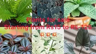 WhatsApp:9895462574.Plants for sale starting from Rs-15 to Rs-125