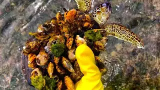 Rescue turtles from barnacles