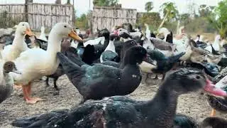 Ducks #duet #dubai #durecorder #durgapuja #animals #pigfood #cats 