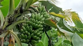 Muda de bananeira que produz mais 2 cachos