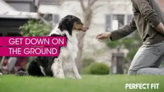 Perfect Fit&trade; presents HOW TO TEACH YOUR DOG A FEW SKILLS