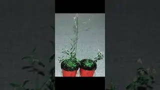 Scientists have revived a plant buried in Siberian permafrost - This plant is 32,000 years old