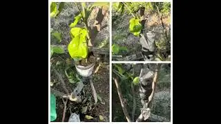 Riproduzione di  un albero 🌳 di arancio navel.  Con tecnica della margotta