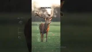 Before & After Photo Editing step by step in Woburn Deer Park with the Canon EF 400mm F/2.8L