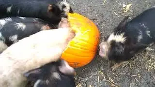 The Piglets Devour a  Pumpkin !