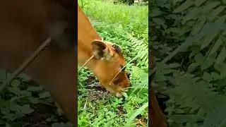sapi lucu makan rumput