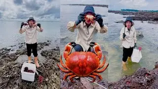 Bread crab fishing 🐋 Crab bread #crab #fishing #catching #hunting