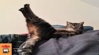 Komische Dinge, die Katzen tun wenn sie sich unbeobachtet f&uuml;hlen