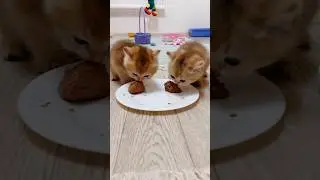 The kittens like the new food.