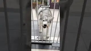 Which Dog Is The Smartest? Watch What Happens!