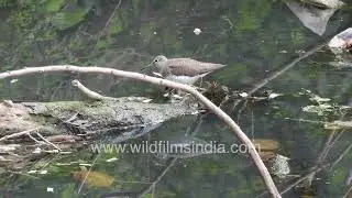 A Green Sandpiper resting on a partially submerged log in New Delhi.