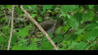 Swainson's Thrush preens itself in the underbrush.