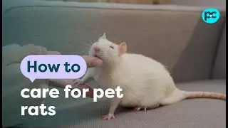 How to care for pet #rats  | PET CIRCLE