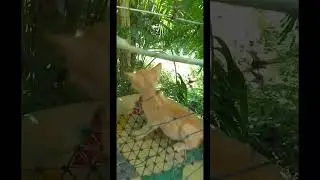 Rosys garden time #catfunny #funnycatwalk