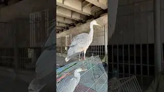 Bắt Gặp chim DIỆC X&Aacute;M bị kh.&acirc;u mắt b&aacute;n dong tr&ecirc;n đường😰 #đạtbirdtv #birds #shorts