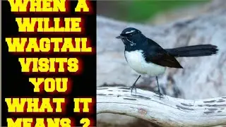 WHEN A WILLIE WAGTAIL BIRD VISITS YOU WHAT DOES IT MEAN ?