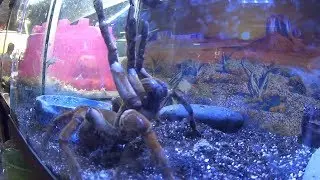 Mercado de plantas y  peces de cuemanco  (Mario Blogs)