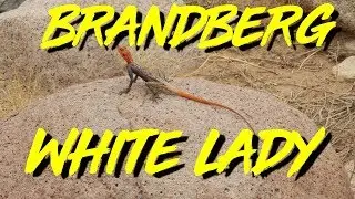 Namibia Botswana Simbabwe - Tag 18 - Brandberg White Lady