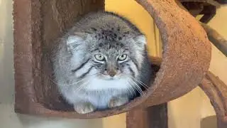 聞こえた〜❣ロータスくんの鳴き声‼　マヌルネコのきょうだい　ロータス&オリーヴァ　埼玉県こども動物自然公園　2023年3月19日